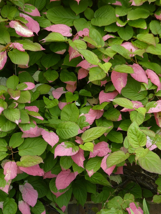 pink and green variegated leaves of arctic kiwi