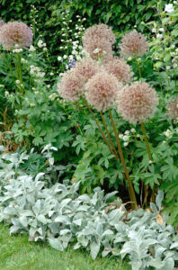 Allium seedheads in a garden