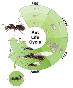 diagram of the ant life cycle