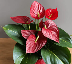 Anthurium