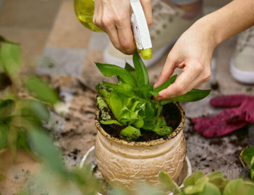 Most Common Houseplant Problems