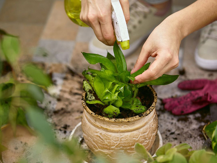 a house plant being sprayed with neem oil to control pests