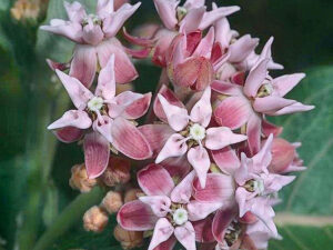 Milkweed (Asclepias speciosa) flower