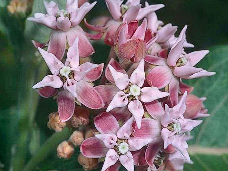 Milkweed (Asclepias speciosa) flower
