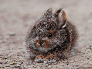 Baby snowshoe hare