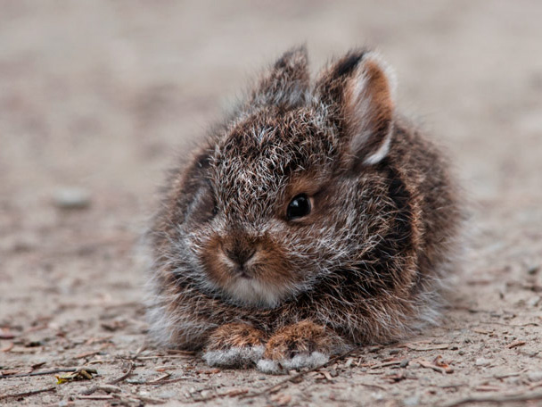 Baby snowshoe hare