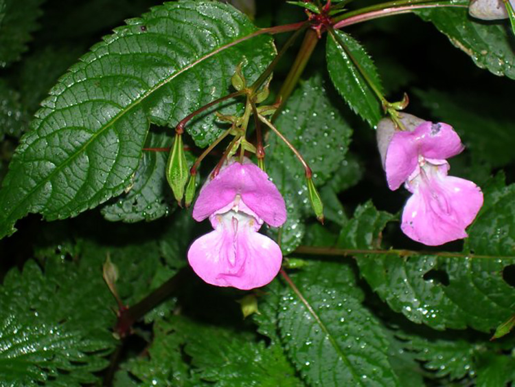 Himalayan Balsam