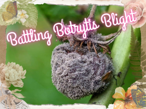 botrytis