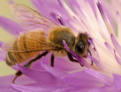 Lola Canola’s Sage Advice – Planting for Bees