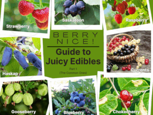 Montage of berries or cover of Berry Nice article