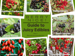 Berry article cover photo