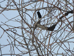Black knot on branches
