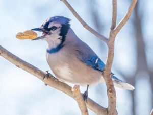 A blue jay perched on a branch, holding a peanut