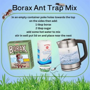 recipe and pictures of ingredients for ant traps