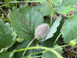 Strawberry affected with botrytis