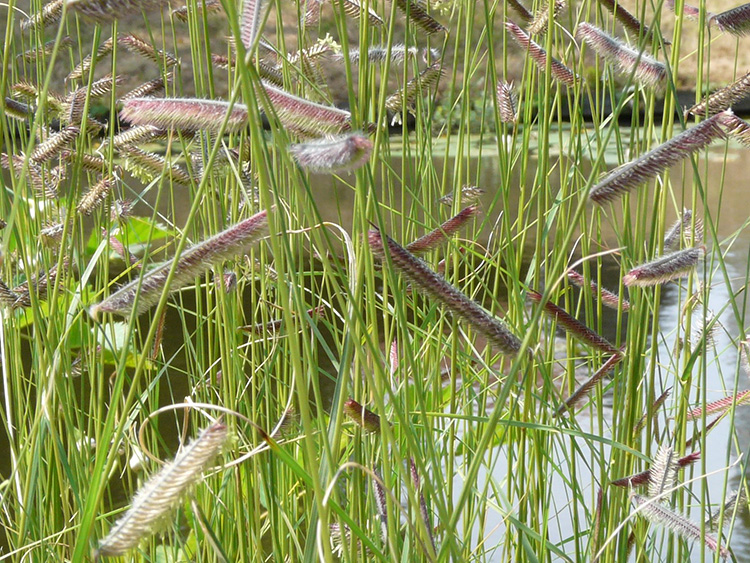 Bouteloua gracilis