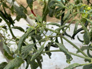 tomato leaves showing mite damage