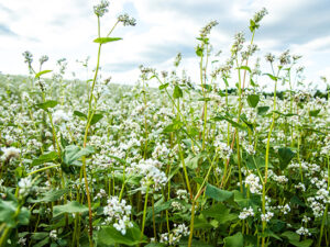 Buckwheat in bloom