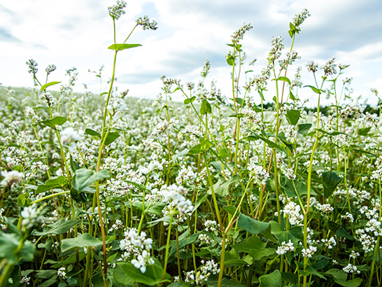 Buckwheat,,Fagopyrum,Esculentum,,Japanese,Buckwheat,And,Silverhull,Buckwheat,Blooming,On Buckwheat in bloom