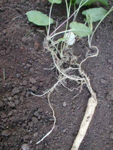 Creeping bellflower roots showing the big tuber.