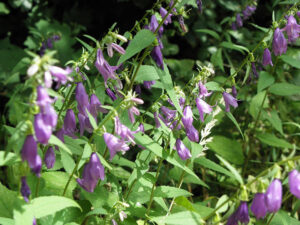 Creeping Bellflower in bloom