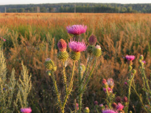 Plumeless Thistle (Carduus acanthoides)