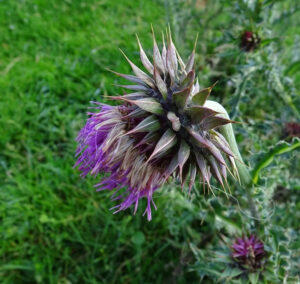 Nodding Thistle (Carduus nutans)