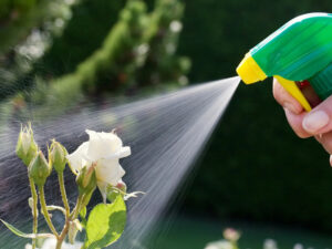 spraying roses with chemicals