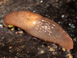 Chestnut Slug (Deroceras invadens)
