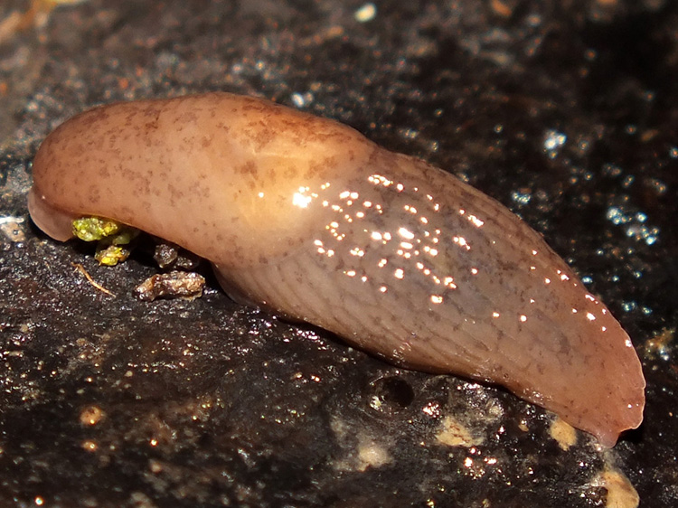 Chestnut Slug (Deroceras invadens)