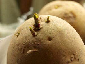 A potato with sprouts from eyes on the top