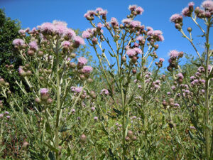 Canada Thistle (Cirsium arvense)