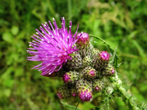 Marsh Thistle (Cirsium palustre)