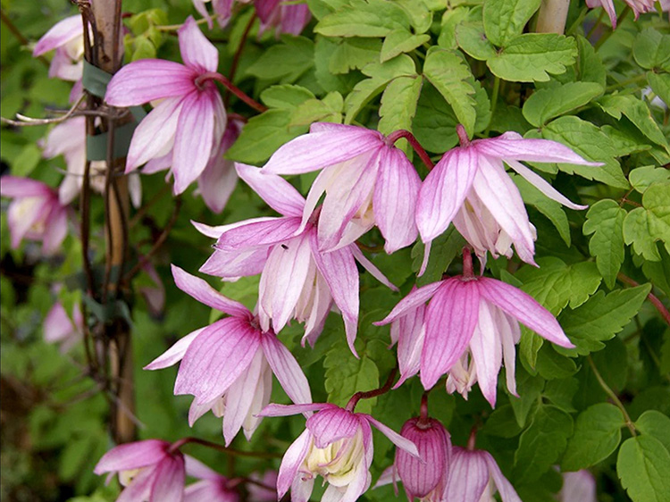 Clematis Pink Flamingo