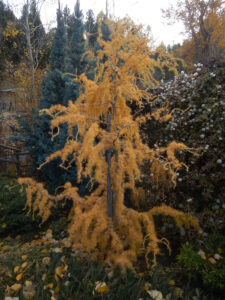 A contorted larch in fall yellow colour. Very twisty branches.
