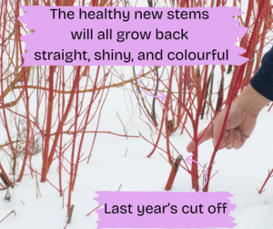 red stemmed dogwood being pruned in winter