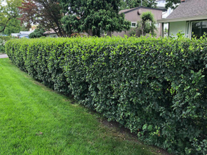 Hedge of cotoneaster in summer. Very green.