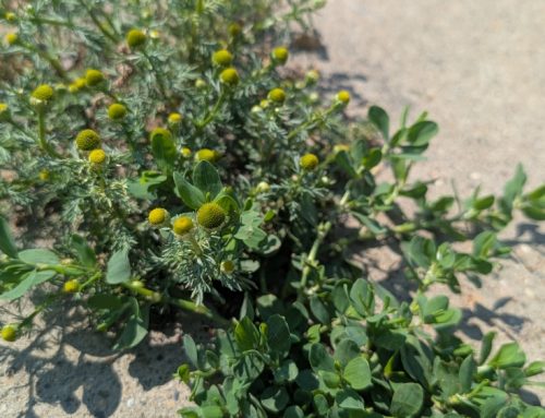Edible Weeds of Edmonton