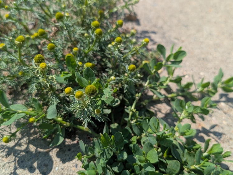 pineapple weed