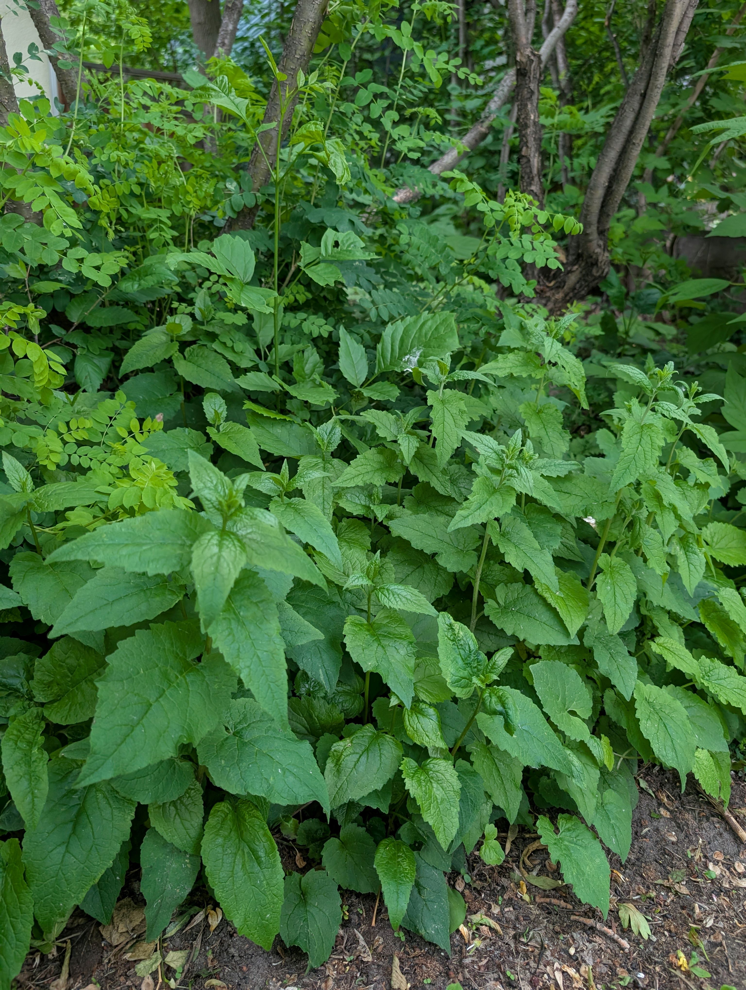 Creeping Bellflower1