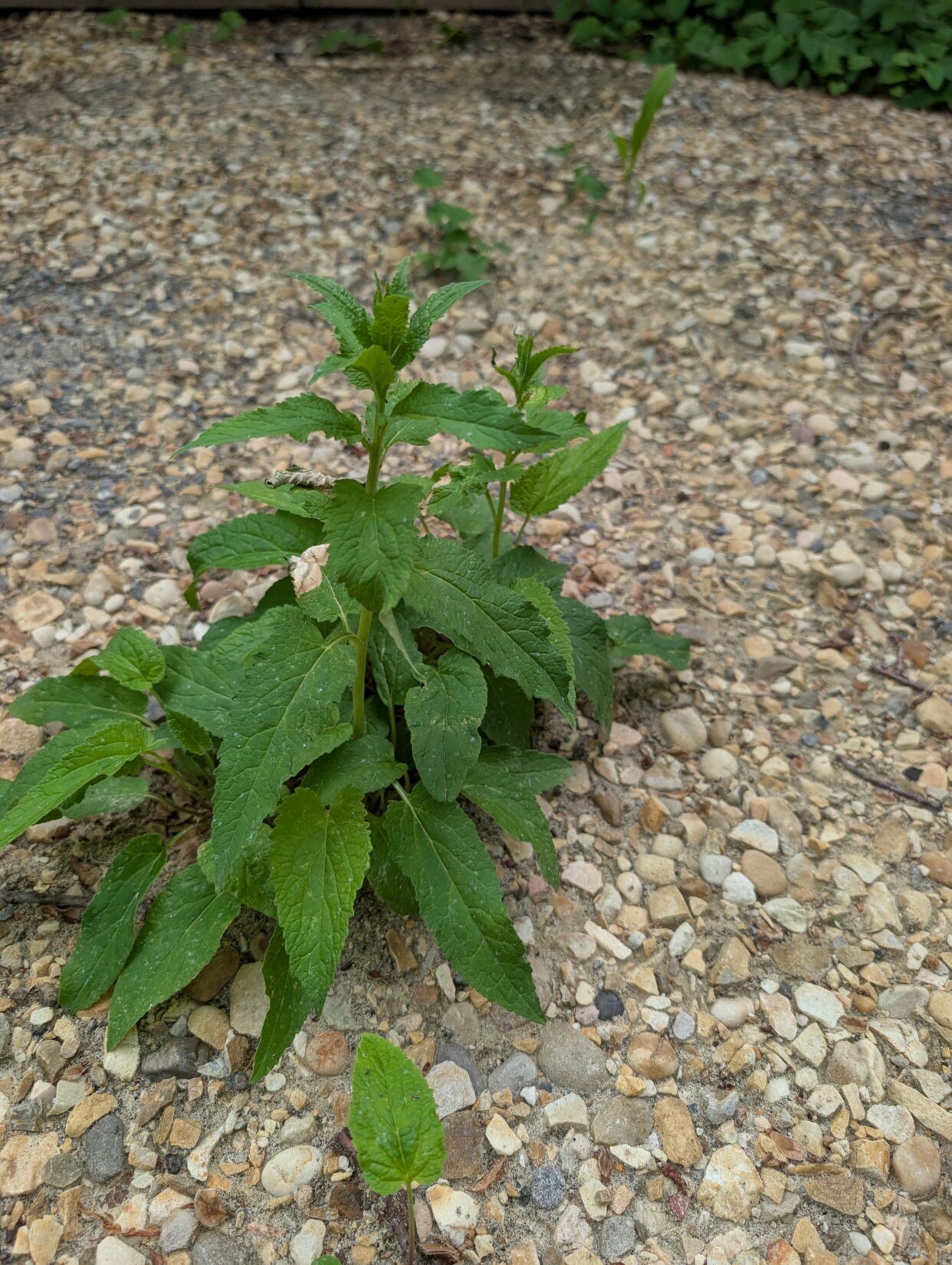Creeping Bellflower2