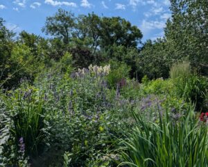 a garden featuring a variety of perennials for beneficial insects