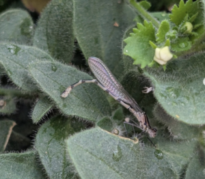 damselfly