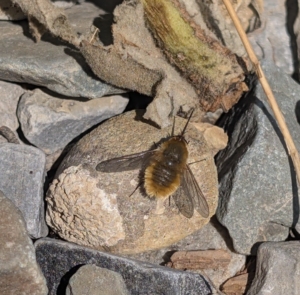 beefly