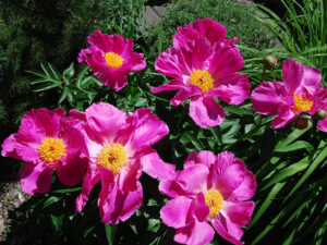 peonies - pink, single-flowered.