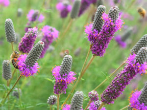 Dalea purpurea, conical purple flowers