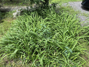 a large clump of daylilies with no flowers