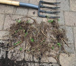 Creeping bellflower roots on a patio with a garden fork
