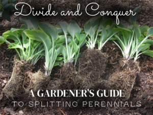 Hosta divided into separate plants