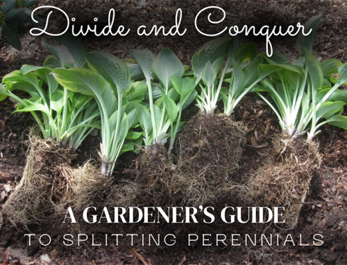 Dividing Perennials